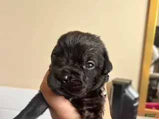 Cane Corso dogs Moon - Ad 17