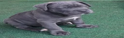 Cane Corso dogs for sale: Cane Corso 6 - Ad 14