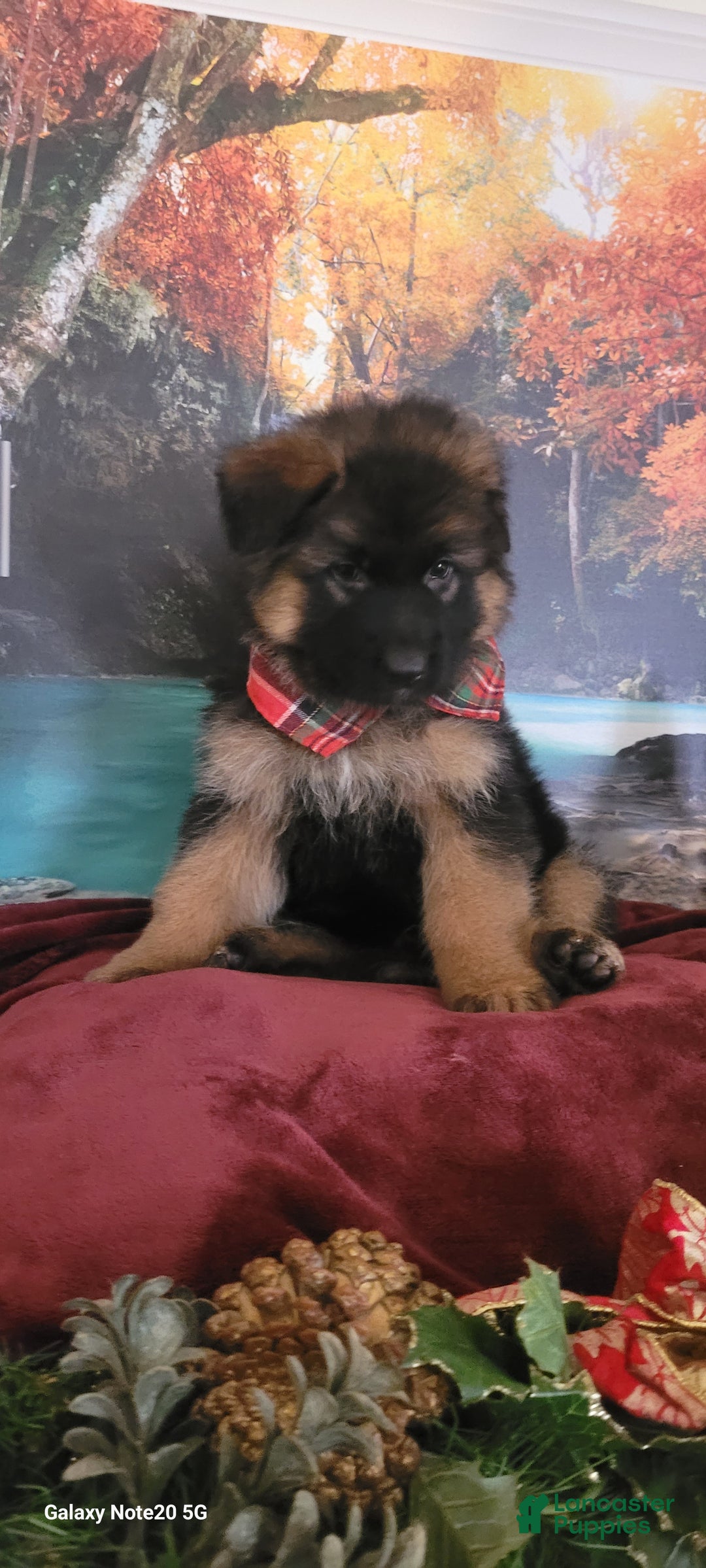 German Shepherd dogs for sale: Rudy - Ad 1