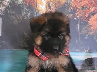 German Shepherd dogs Rudy - Ad 38