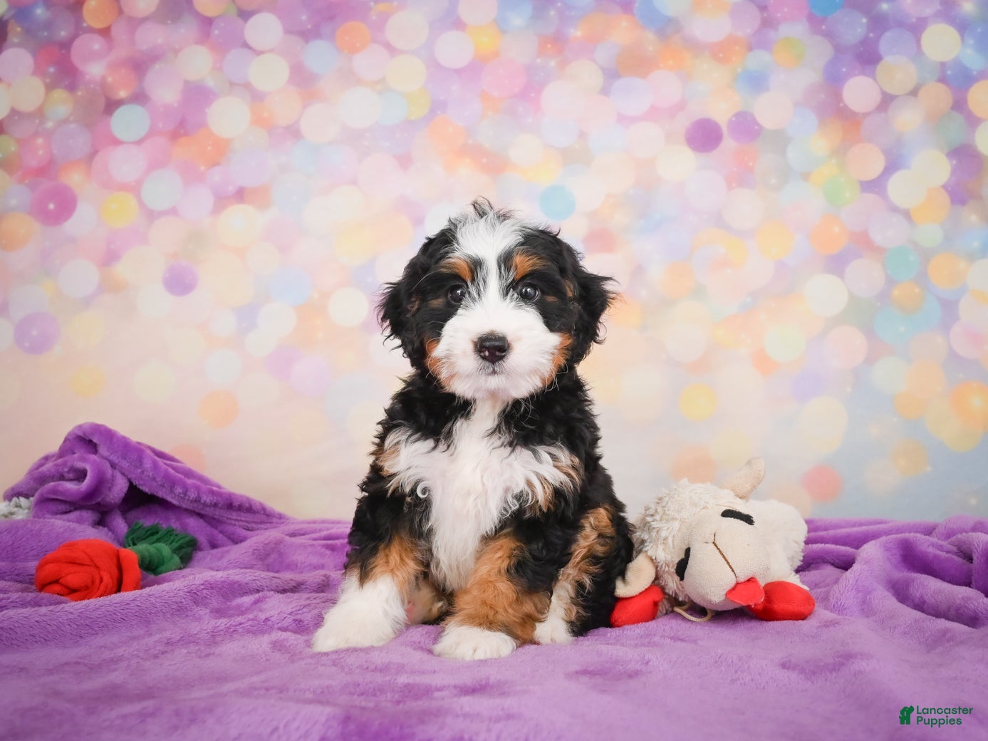 Mini Bernedoodle dogs Shadow - Ad 1