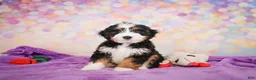 Mini Bernedoodle dogs for sale: Shadow - Ad 6