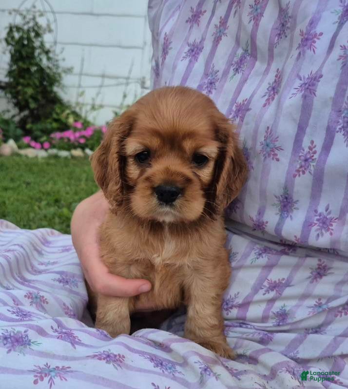 Cocker Spaniel dogs Cocker Spaniel Female - Ad 2