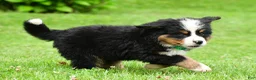 Bernese Mountain Dog dogs for sale: Nellie - Ad 11