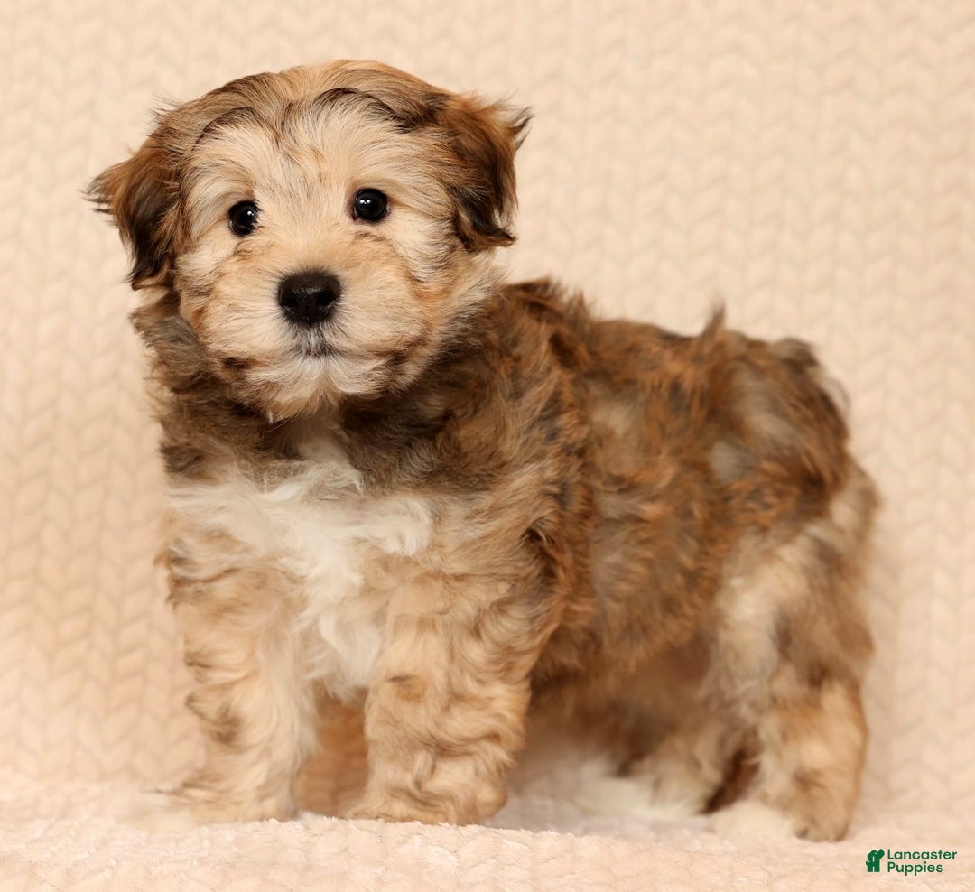 Yochon dogs for sale: Cody - Ad 2