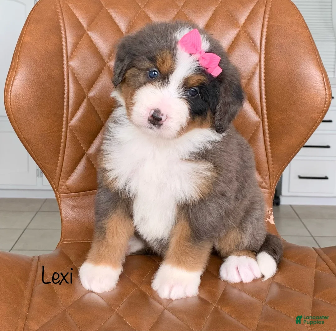 Bernedoodle dogs for sale: Lexi - Ad 1