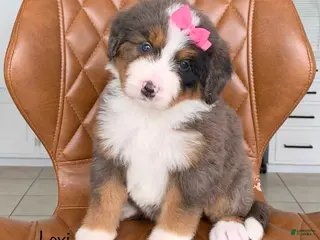 Bernedoodle dogs for sale: Lexi - Ad 4