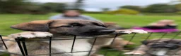 Mixed Breed dogs for sale: River - Ad 4