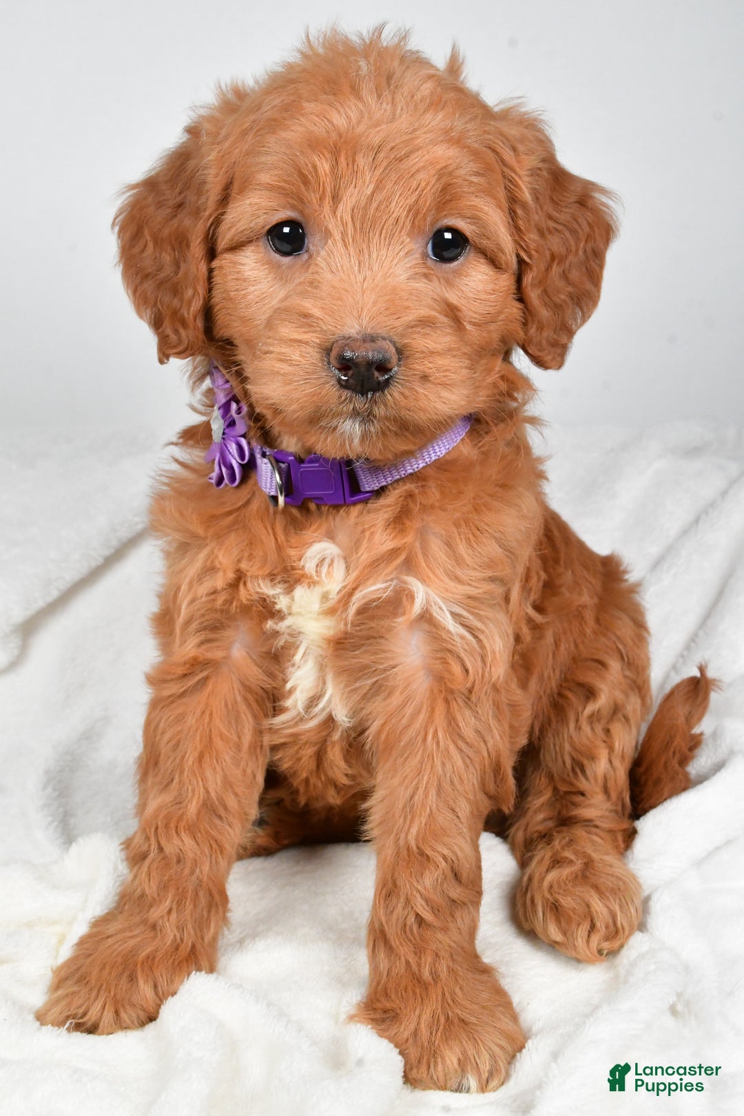 Mini Goldendoodle dogs for sale: Bluebell - Ad 8