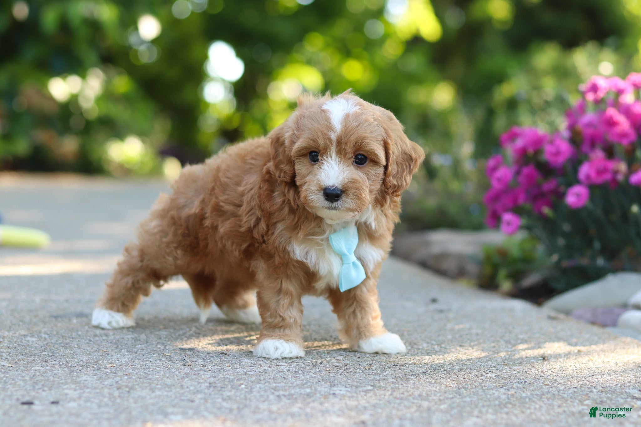 Cavapoo dogs for sale: Mason - Ad 4