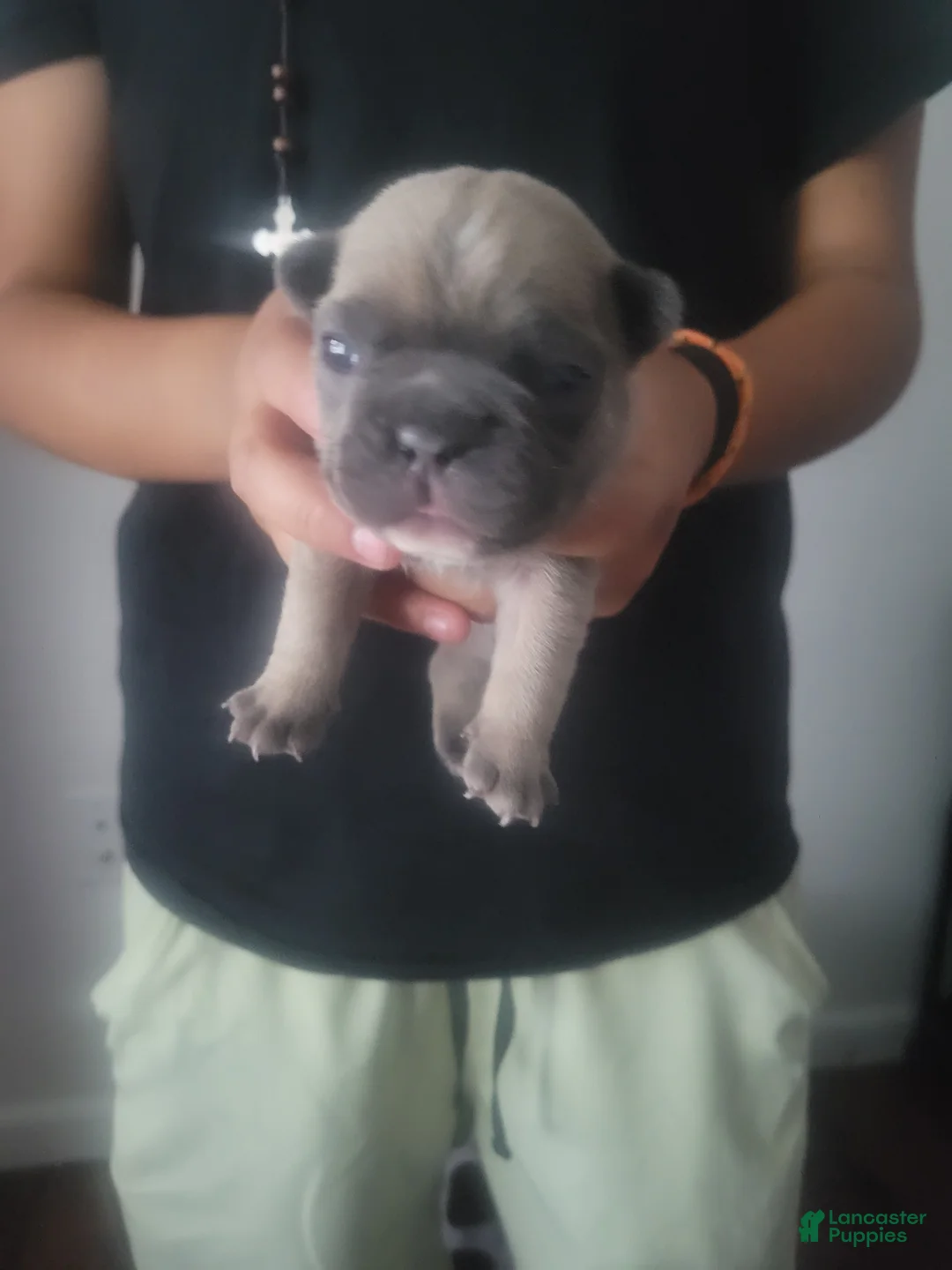 French Bulldog dogs for sale: French Bulldog 1 - Ad 1