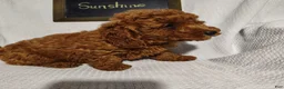 Mini Goldendoodle dogs for sale: Sunshine - Ad 4