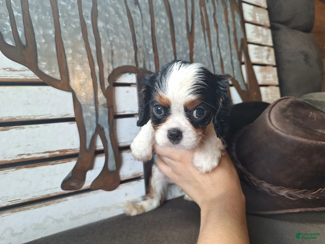 Cavalier King Charles Spaniel dogs for sale: Hunter - Ad 1