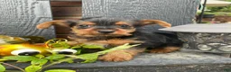 Yorkshire Terrier dogs for sale: Tommy - Ad 14