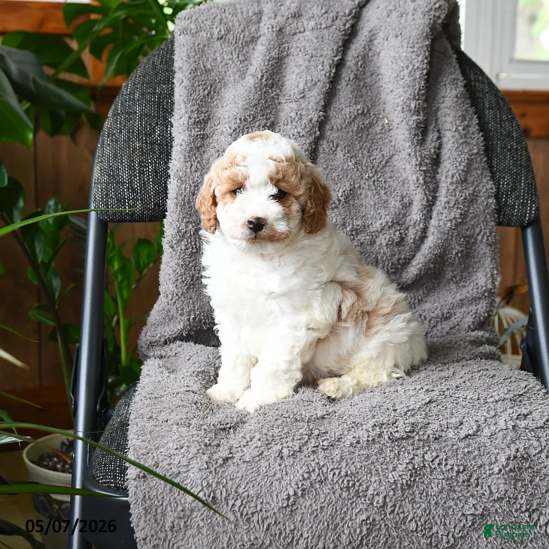 Mini Goldendoodle dogs for sale: Callan - Ad 1