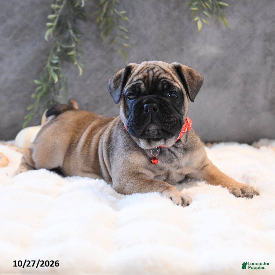 English Bulldog dogs for sale: Maisie - Ad 1