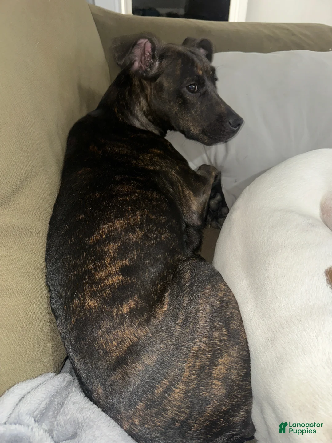 Mixed Breed dogs for sale: Mixed Breed 4 - Ad 2