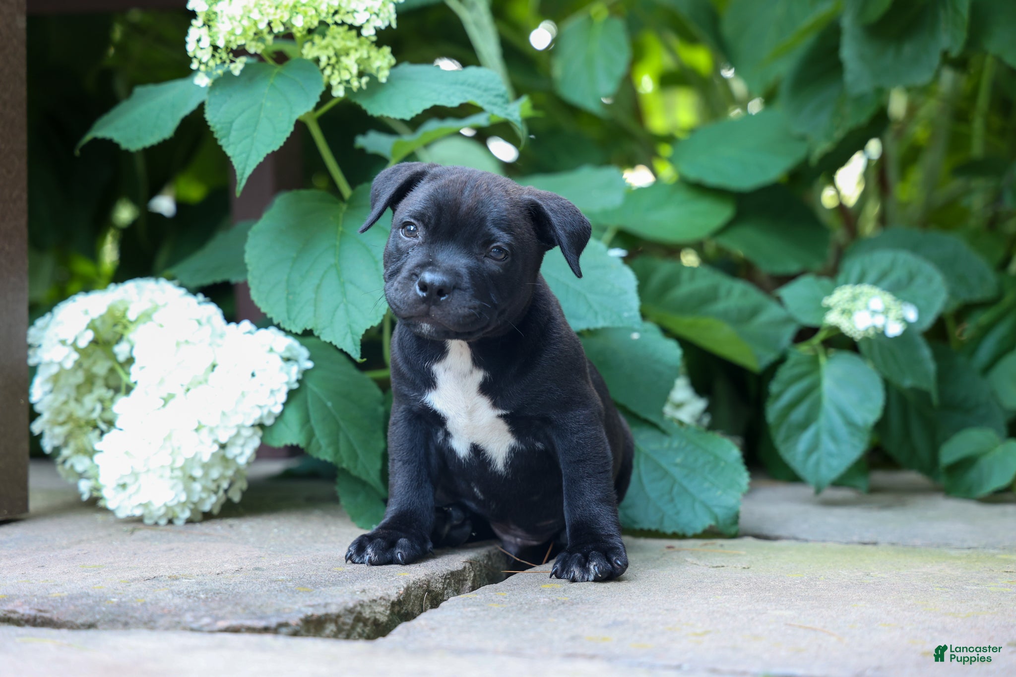 Staffordshire Bull Terrier dogs Maverick🩵 - Ad 1