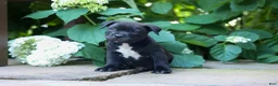 Staffordshire Bull Terrier dogs for sale: Maverick🩵 - Ad 1