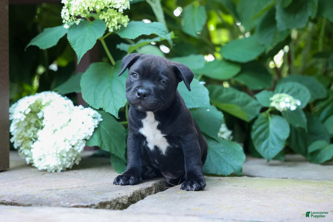 Staffordshire Bull Terrier dogs for sale: Maverick🩵 - Ad 1
