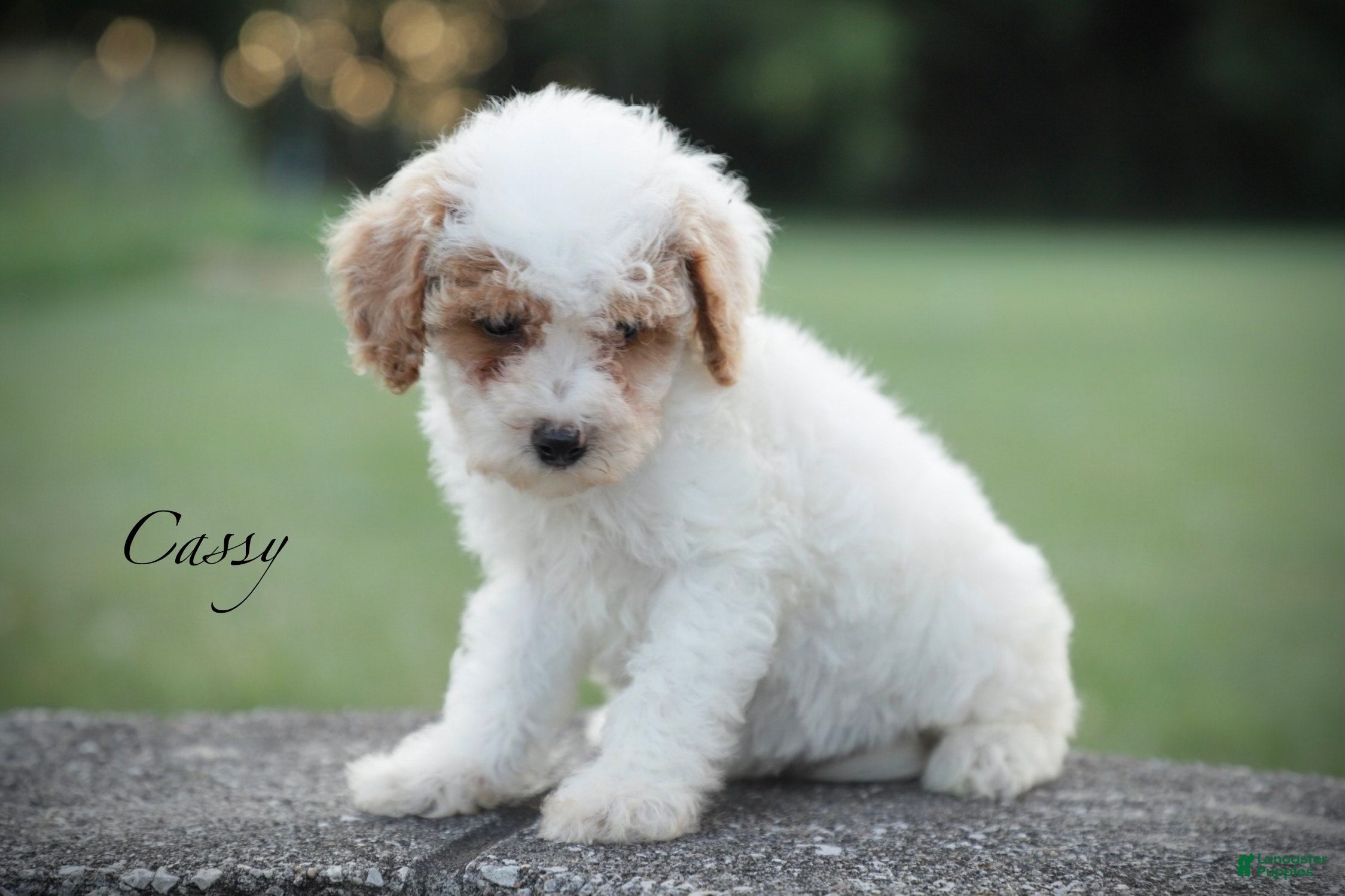 Miniature Poodle dogs Cassy - Ad 1