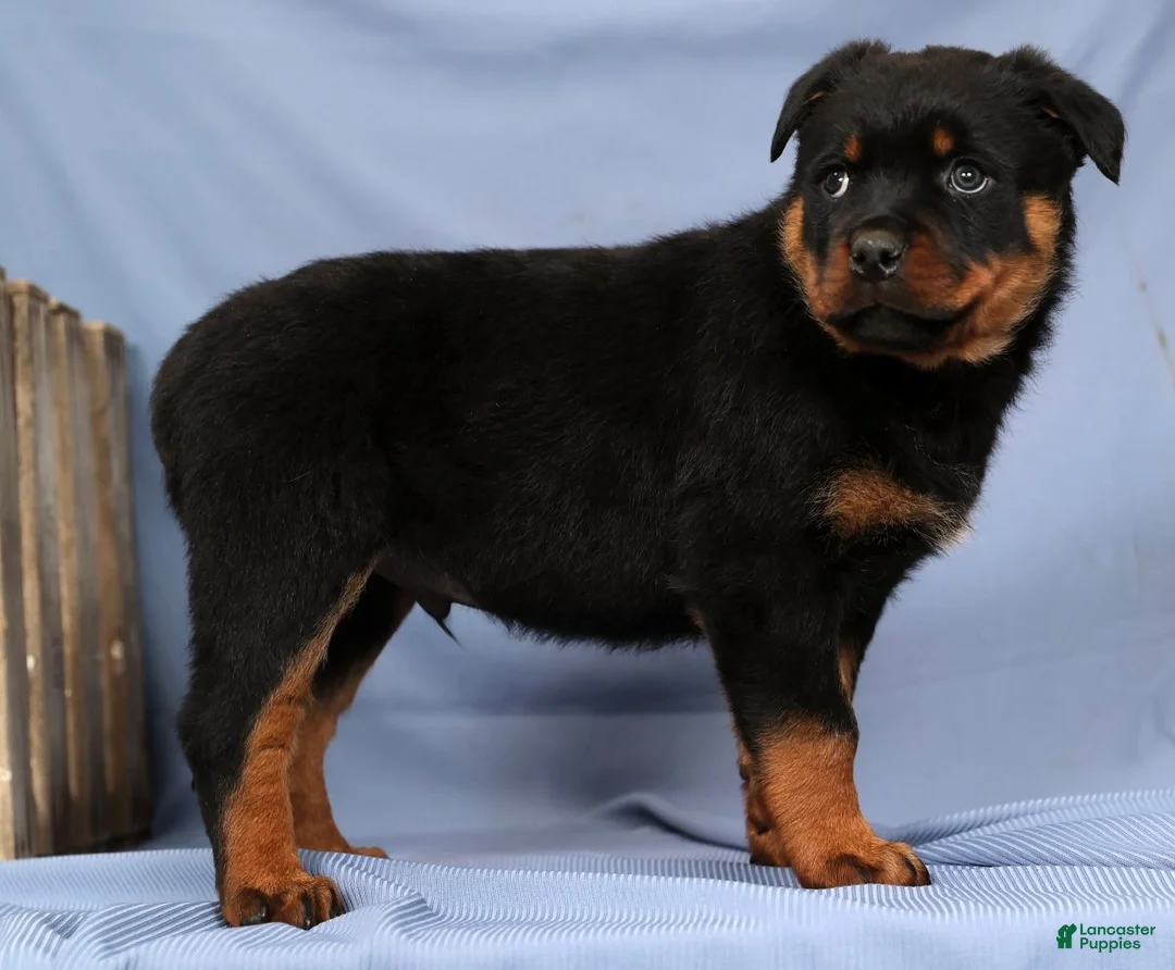 Rottweiler dogs for sale: Leo - Ad 7