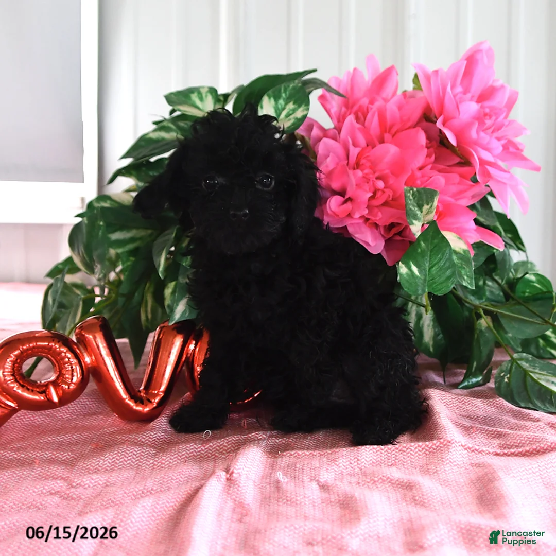 Miniature Poodle dogs for sale: Alice - Ad 3