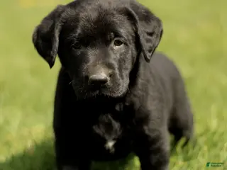 Labrador Retriever dogs for sale: Korey - Ad 3