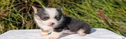 Welsh Corgi Pembroke dogs for sale: Willow - Ad 3