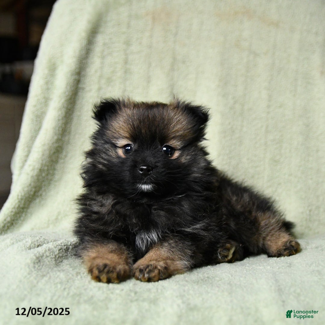 Pomeranian dogs for sale: Rascal - Ad 3