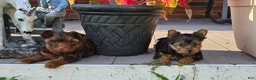 Yorkshire Terrier dogs for sale: Yorkshire Terrier 1 - Ad 4
