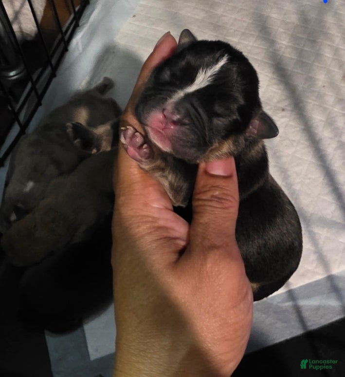 French Bulldog dogs French Bulldog Puppy 2 - Ad 27