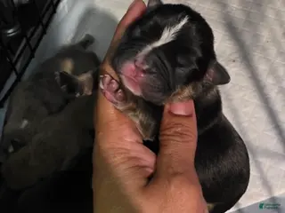 French Bulldog dogs French Bulldog Puppy 2 - Ad 27