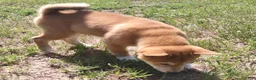 Shiba Inu dogs for sale: Jino - Ad 5