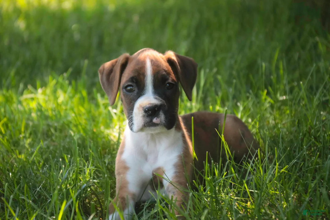 Boxer dogs for sale: Annie - Ad 1