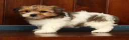 Yorkiepoo dogs for sale: Clover - Ad 4