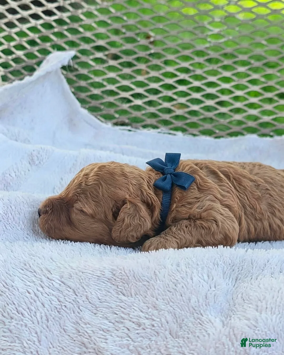 Toy Poodle dogs for sale: Franky - Akc Toy Poodle - Ad 3