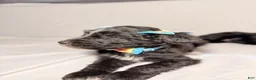 Sheepadoodle dogs for sale: Sheepadoodle Puppy 3 - Ad 16