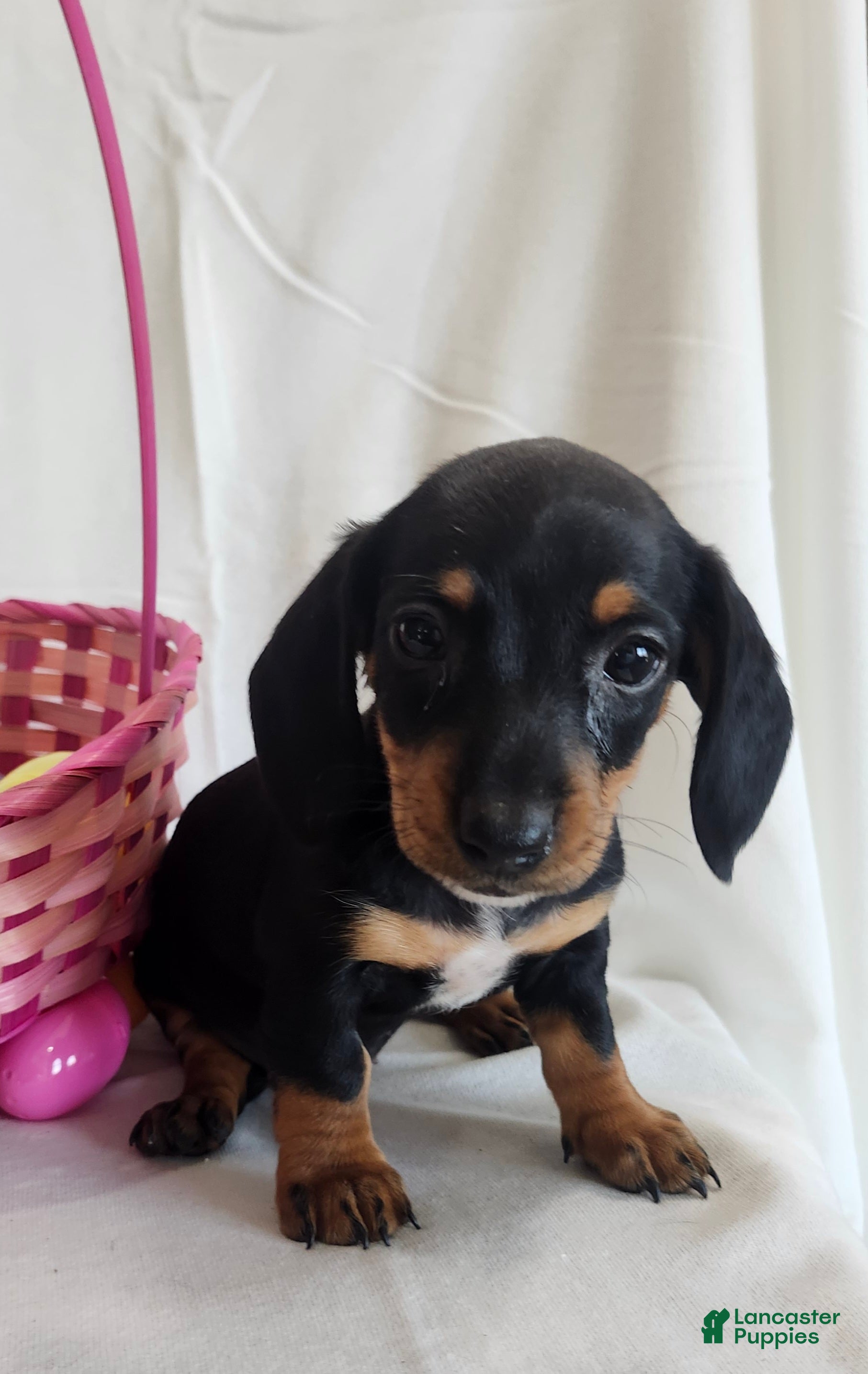 Miniature Dachshund dogs Lena - Ad 2
