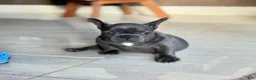 French Bulldog dogs for sale: Teddy - Ad 11