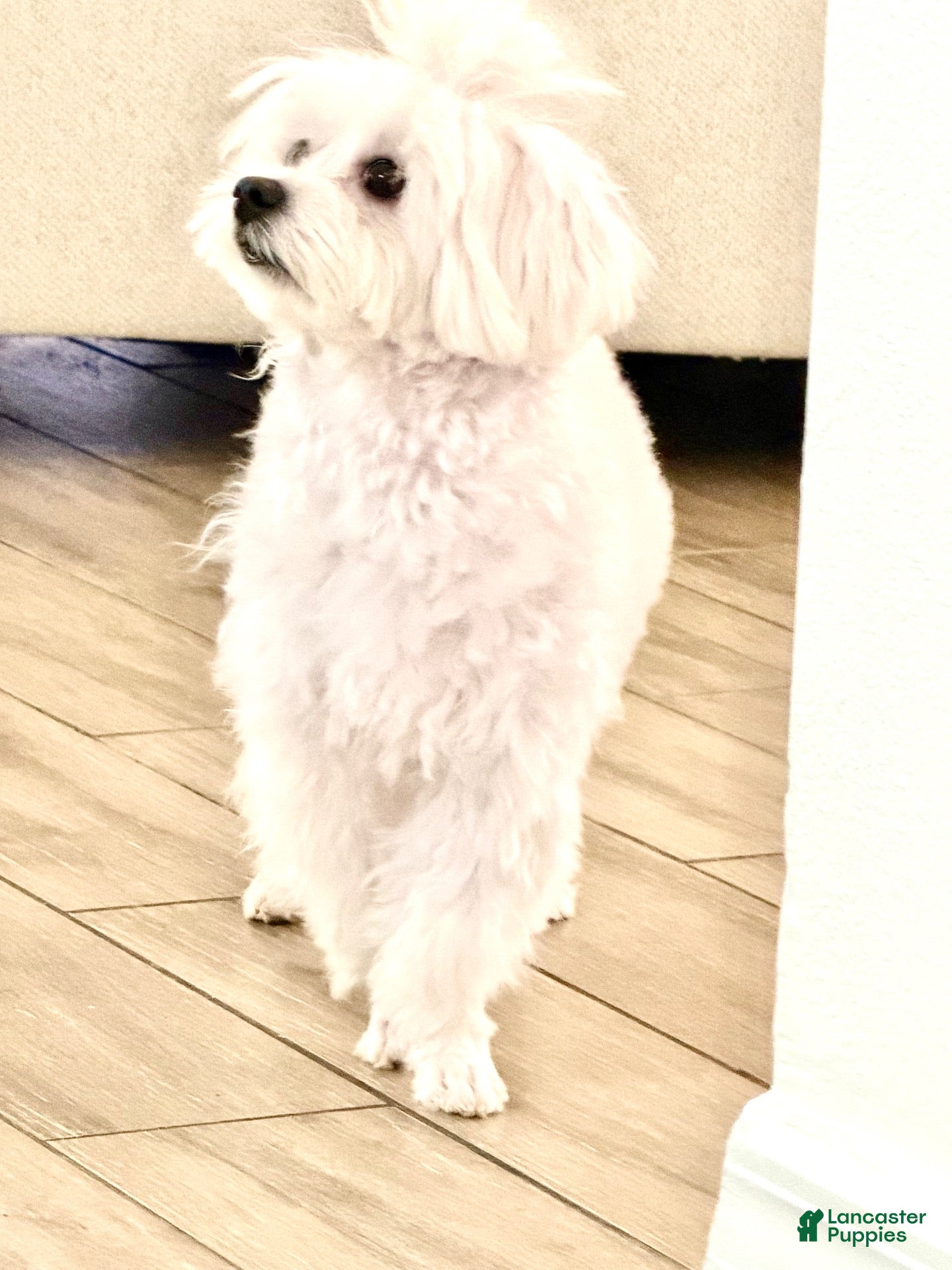 Maltese (Maltese, Female) in Windermere, FL