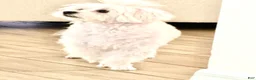 Maltese dogs for sale: Maltese 1 - Ad 1