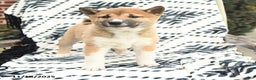 Shiba Inu dogs for sale: Nick  - Ad 2