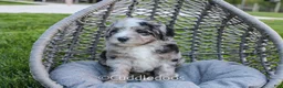 Sheepadoodle dogs for sale: Rose - Ad 4