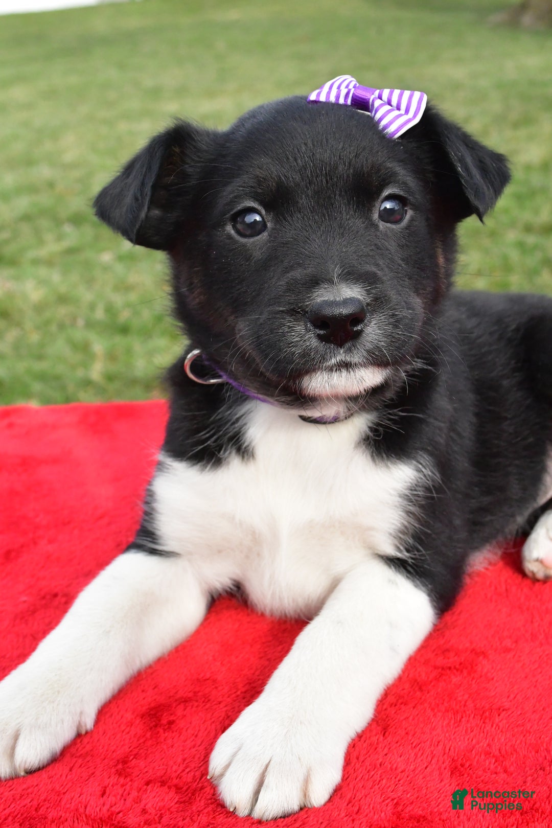 Mixed Breed dogs for sale: Maggie - Ad 11