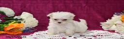 Maltese dogs for sale: Chloe - Ad 3