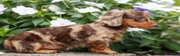 Miniature Dachshund dogs for sale: Isabelle🩷  - Ad 20
