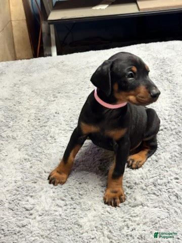Doberman Pinscher dogs Doberman Pinscher Puppy 8 - Ad 5