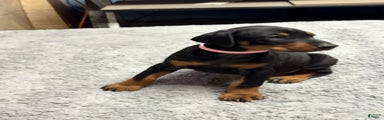 Doberman Pinscher Puppy 8