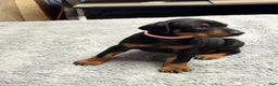 Doberman Pinscher dogs for sale: Doberman Pinscher Puppy 8 - Ad 1